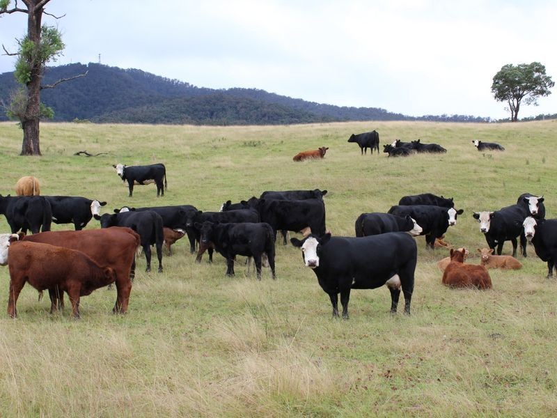 1176 Yowrie Road, Yowrie NSW 2550