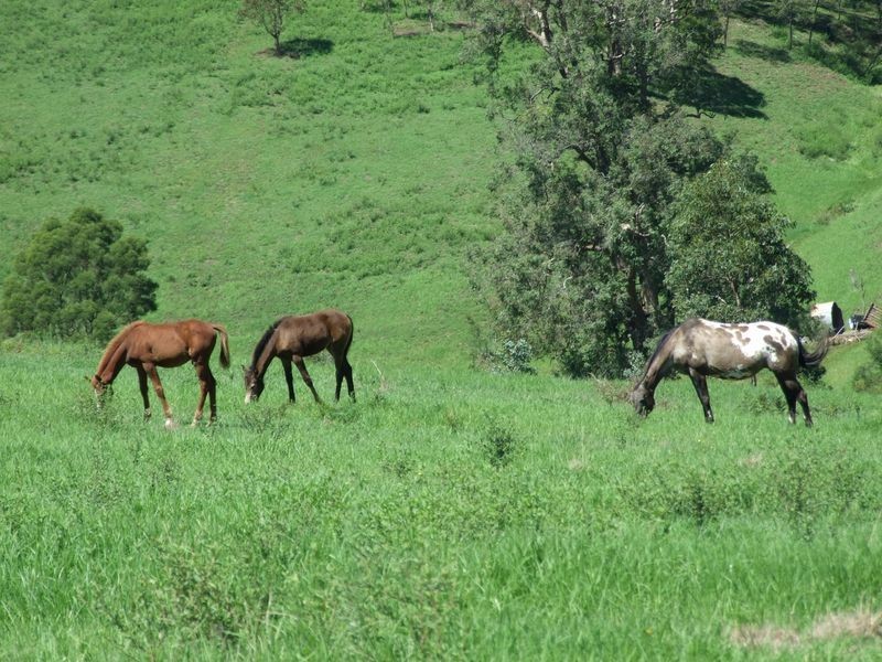Lot 262 Mount Pleasant Road, Bega NSW 2550