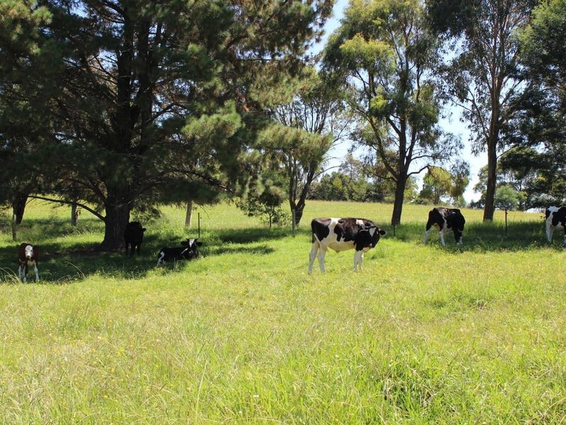 182 Coolagolite Road, Coolagolite NSW 2550