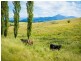 424 West Kameruka Road, Bega NSW 2550