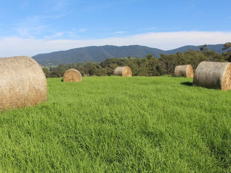 10970 Princes Highway, Cobargo NSW 2550