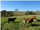 10970 Princes Highway, Cobargo NSW 2550