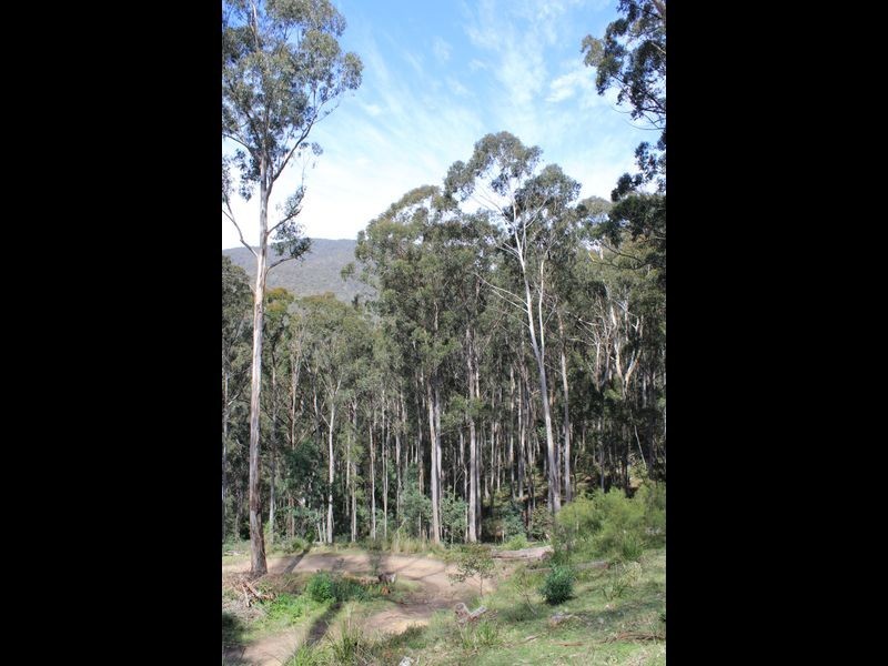 3919 Snowy Mountains Highway, Bemboka NSW 2550