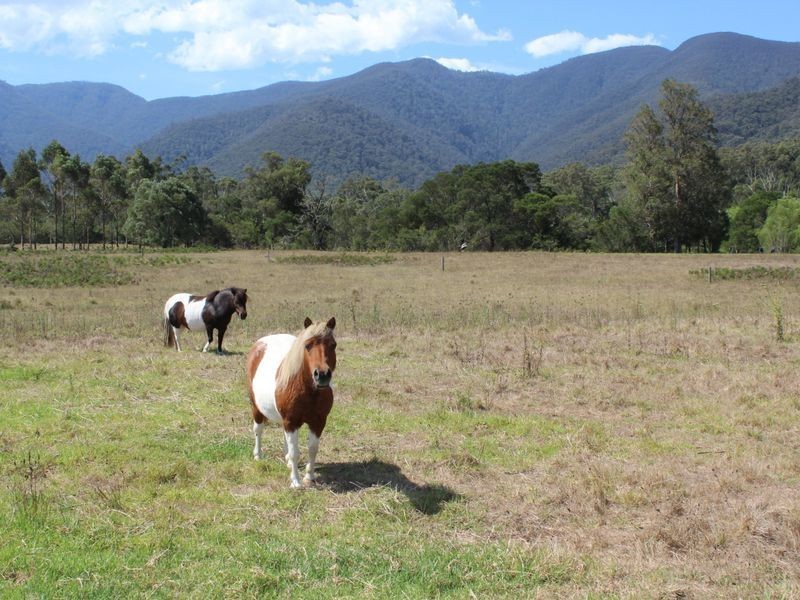 520 Yankees Gap Road, Bemboka NSW 2550