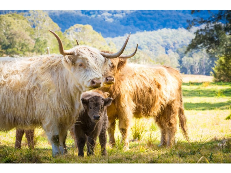 139 Bourkes Road, Yowrie NSW 2550