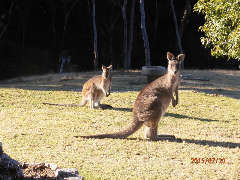 1949 Upper Brogo Road, Brogo NSW 2550