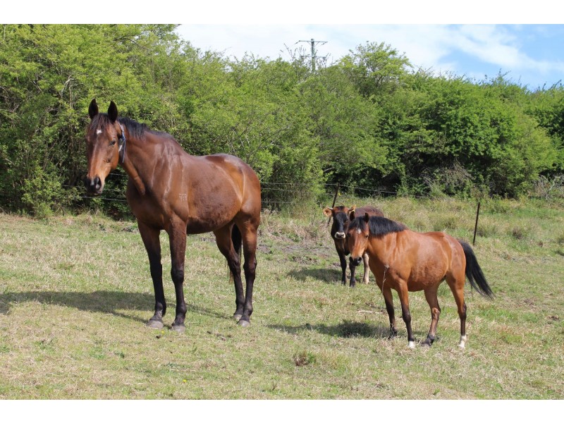 63 Spring Creek Road, Buckajo NSW 2550