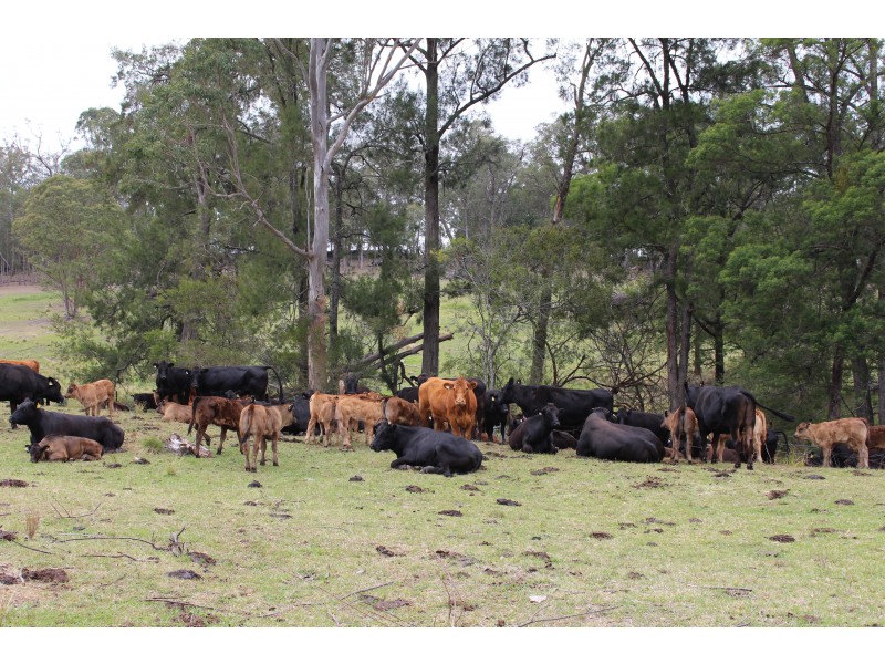 9985 Princes Highway, Cobargo NSW 2550