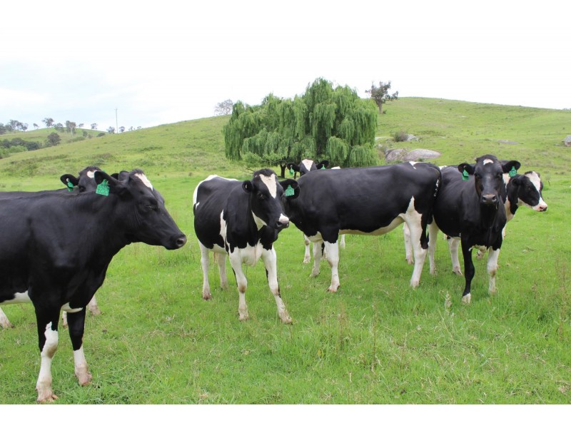 Lots 2, 1, Howard Hill Road Via Buckajo Road, Buckajo NSW 2550