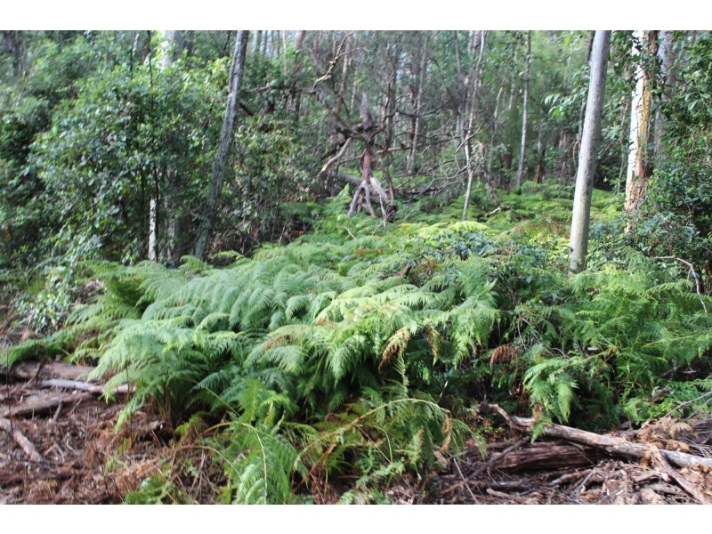 Lot 1 Tathra Bermagui Road, Murrah NSW 2550