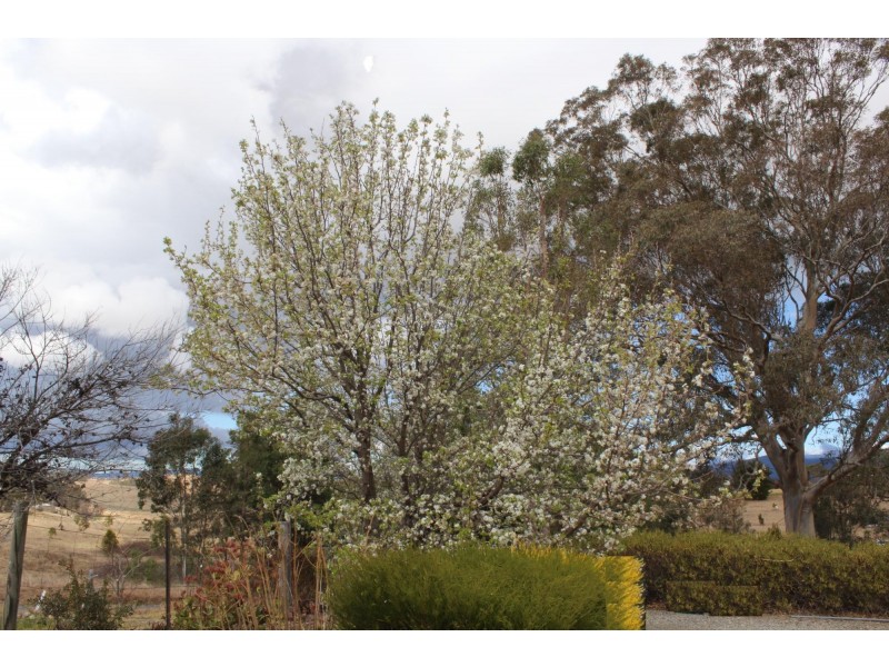 19 Broad Street, Bemboka NSW 2550
