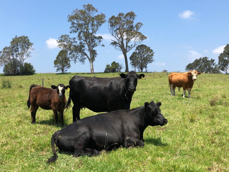 10280 Princes Highway, Cobargo NSW 2550