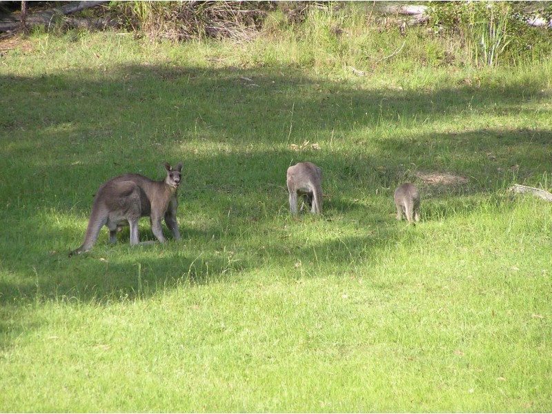 237 Reedy Swamp Road, Tarraganda NSW 2550