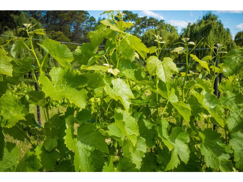 46 Terlichs Road, Verona NSW 2550