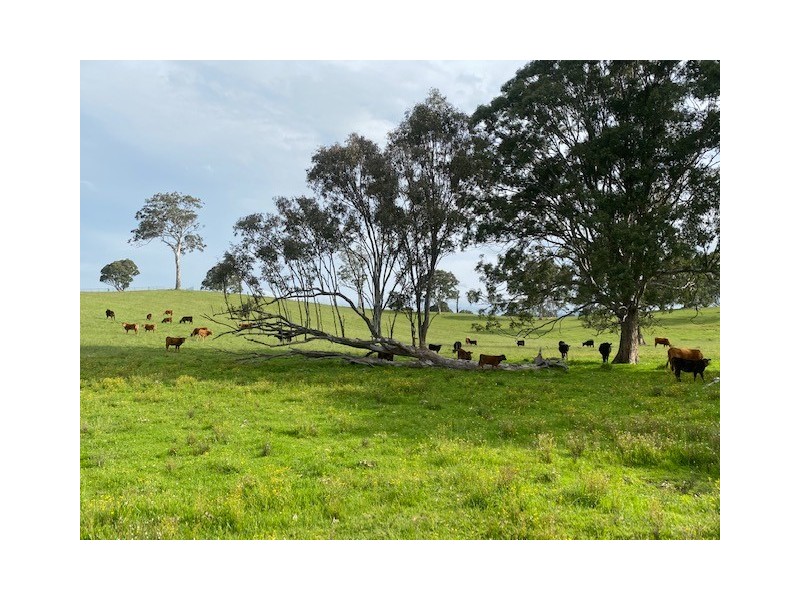 2603 Snowy Mountains Highway, Bemboka NSW 2550
