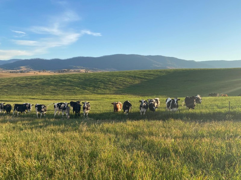 Lot 711 Tantawangalo Lane, Tantawangalo NSW 2550