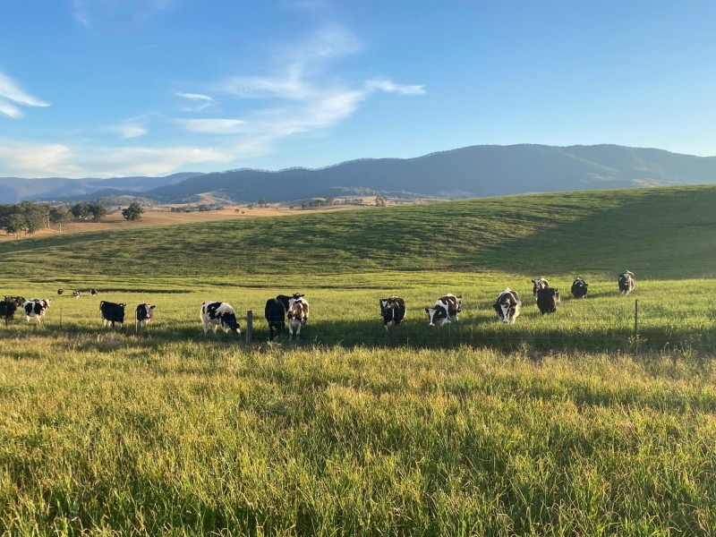 Lot 711 Tantawangalo Lane, Tantawangalo NSW 2550