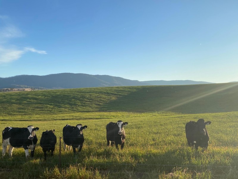 Lot 711 Tantawangalo Lane, Tantawangalo NSW 2550