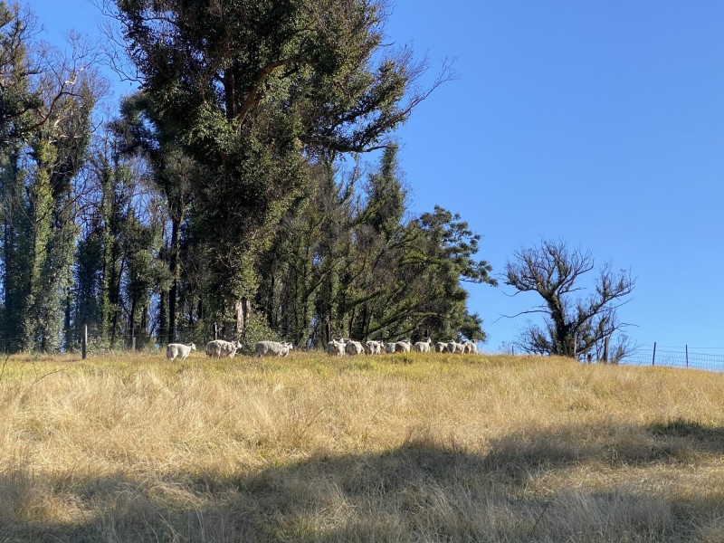 1176 Yowrie Road, Yowrie NSW 2550