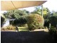 19 Coppabella Cres, Bradbury NSW 2560