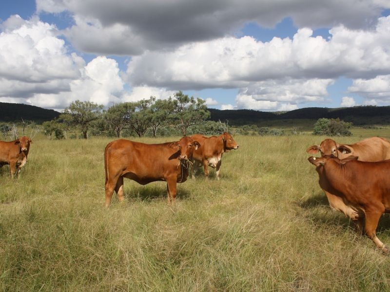 ‘Blue Gums’, Gayndah QLD 4625