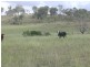 Lot 147 Wilson Valley Road, Coalstoun Lakes QLD 4621