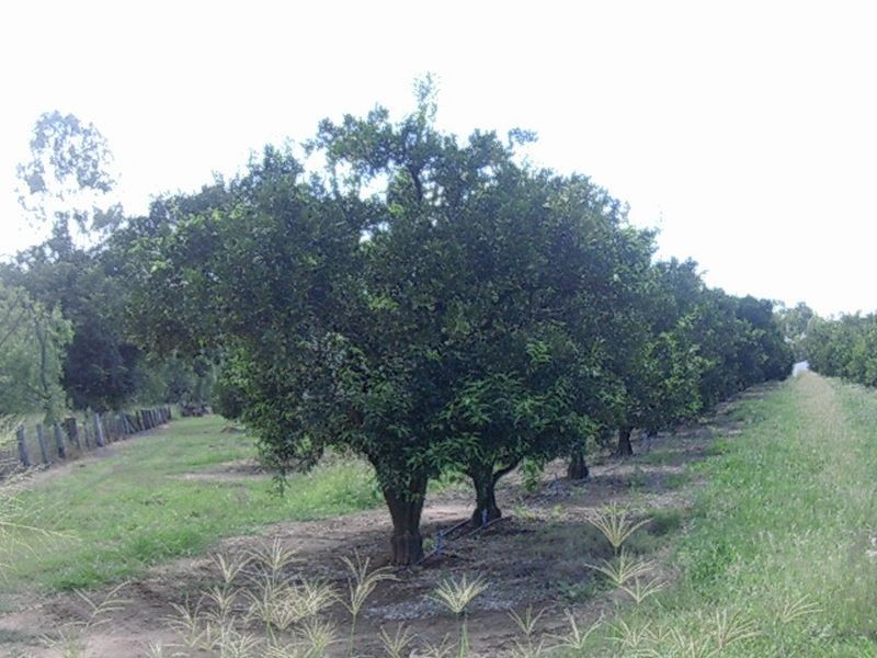Lot 22 Winifred Cobbo Street, Gayndah QLD 4625