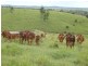 365 Mingo Road, Booyal QLD 4671