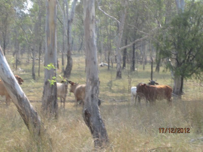843 Kilrush Rd, Stonelands QLD 4612