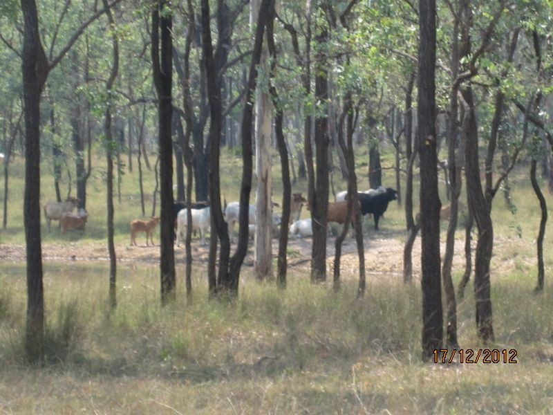 843 Kilrush Rd, Stonelands QLD 4612