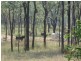 843 Kilrush Rd, Stonelands QLD 4612