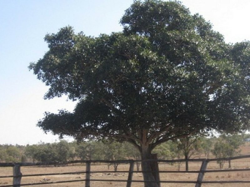 55 Rifle Range Road, Gayndah QLD 4625