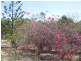 Binjour QLD 4625
