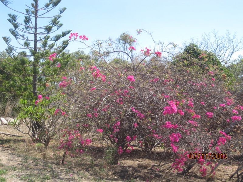 Binjour QLD 4625