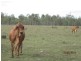 Biggenden QLD 4621