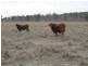 Mundubbera QLD 4626