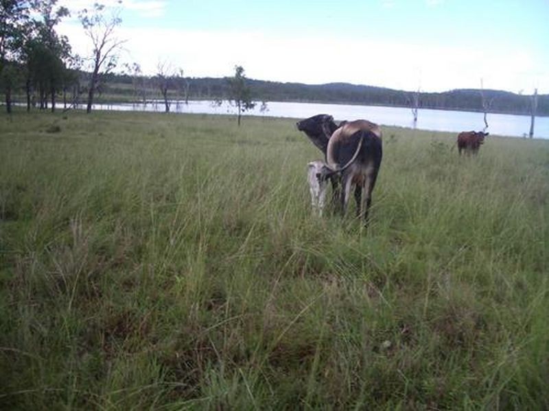Windera Station, Windera QLD 4605