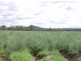 L86 & L44 OBil Bil Road, Eidsvold QLD 4627