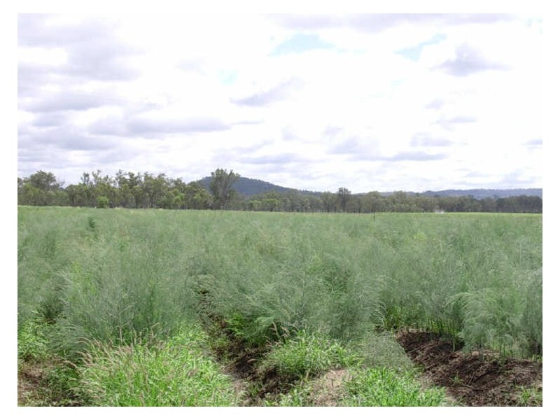 L86 & L44 OBil Bil Road, Eidsvold QLD 4627