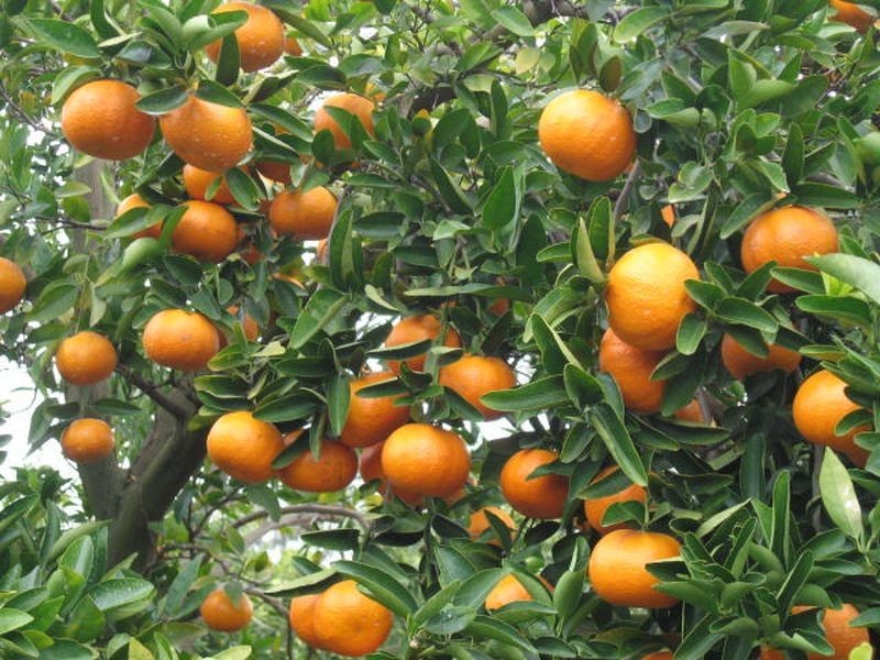 3 Mick Lutvey Street., Gayndah QLD 4625