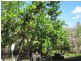 11 Mount Rose Street, Eidsvold QLD 4627