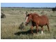 Lot 3 Failie Drive, Price SA 5570