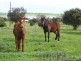 Sec 218, 219 & 228 Hundred of Curramulka, Curramulka SA 5580