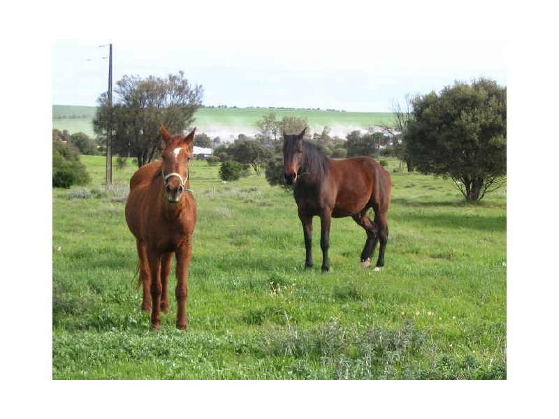 Sec 218, 219 & 228 Hundred of Curramulka, Curramulka SA 5580
