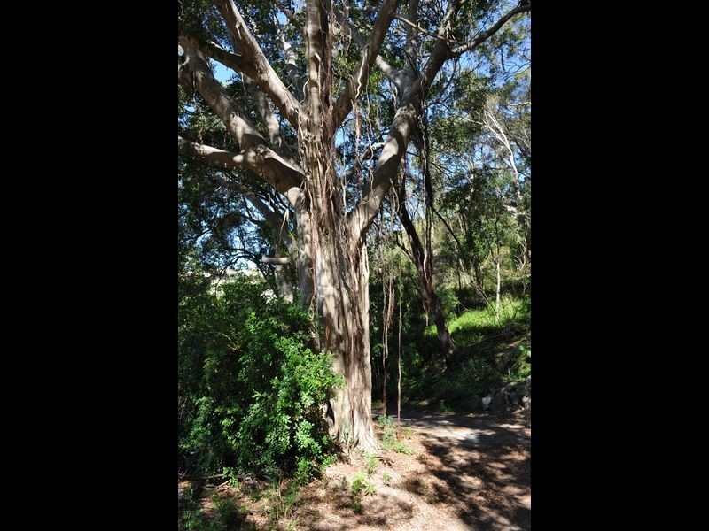 163 Oaka Lane, South Gladstone QLD 4680
