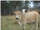 Lot 30 Red Hill Road, Bororen QLD 4678