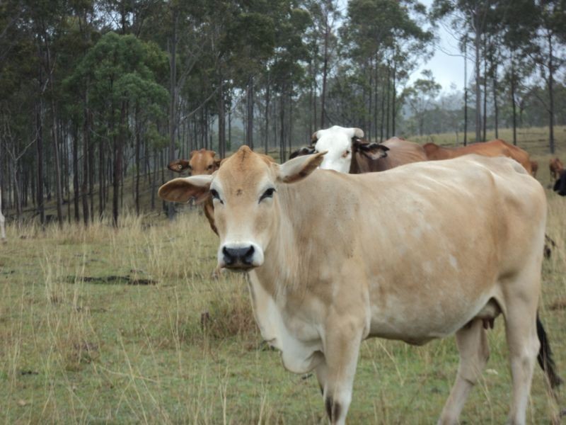 Lot 30 Red Hill Road, Bororen QLD 4678