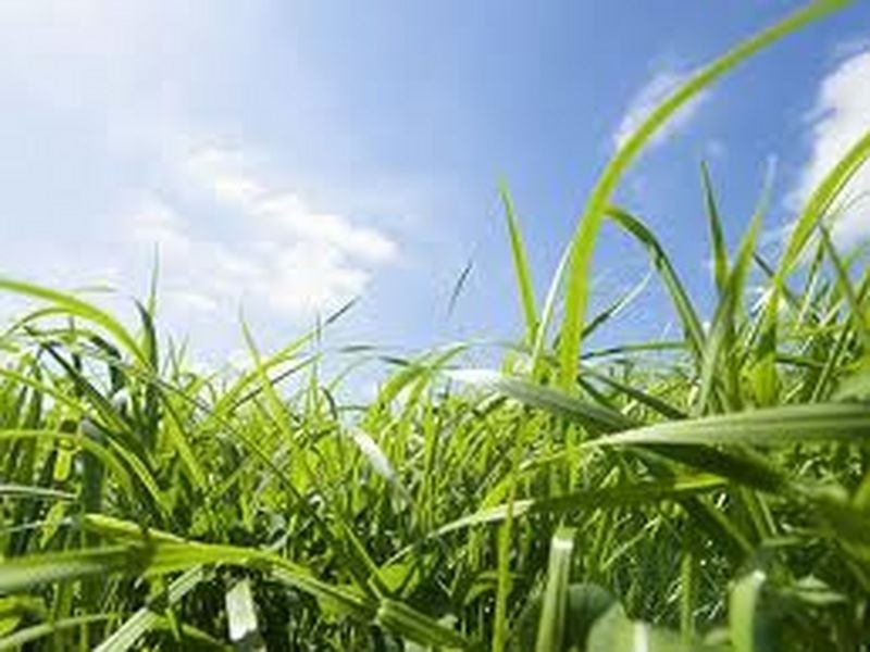 Lot 301 No Pasadena Boulevard, Clyde North VIC 3978