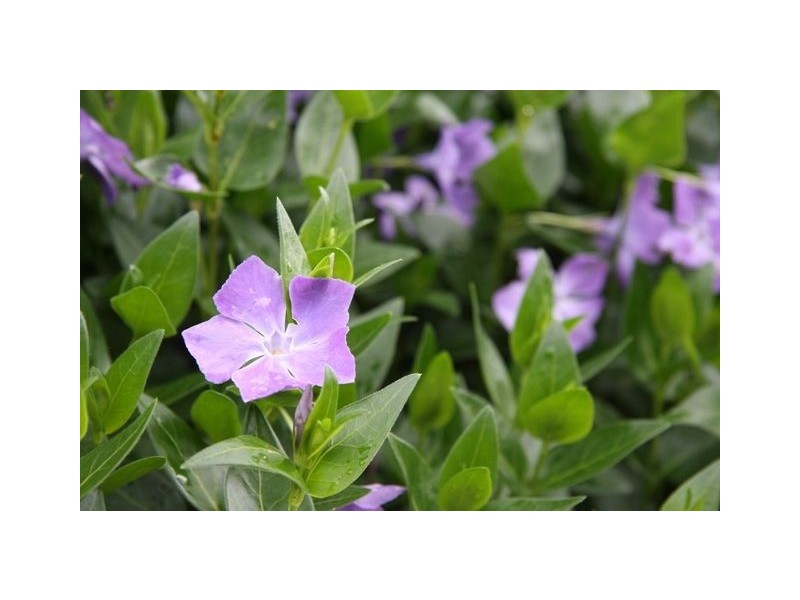 10 Walhallow Street, Hawker ACT 2614