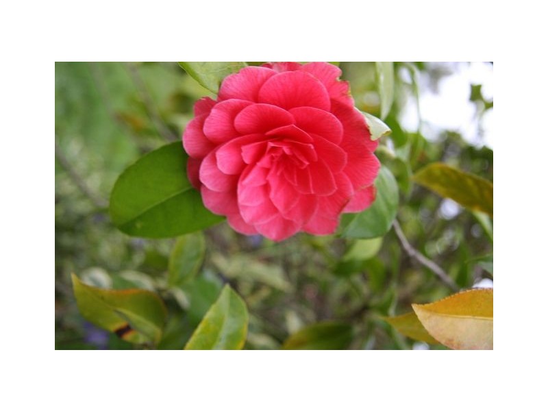 10 Walhallow Street, Hawker ACT 2614